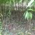 桃树苗40~50cm