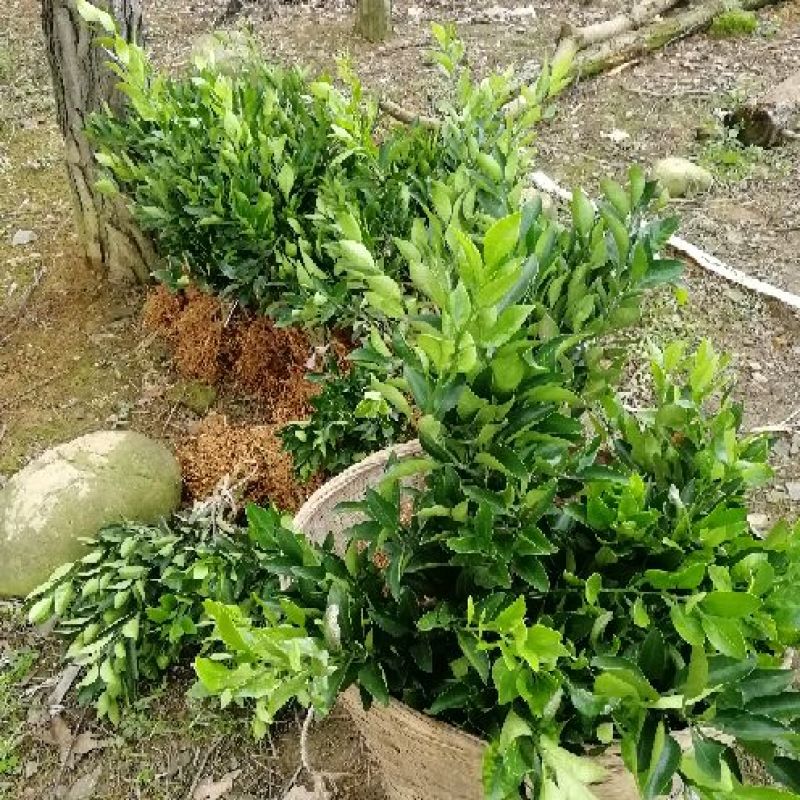 出售不知火丑柑凸顶柑柑橘嫁接苗苗高45-65cm