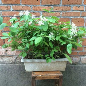 牛大力种苗45~60cm