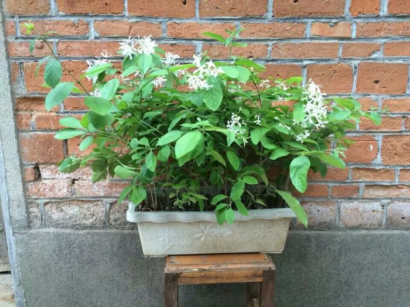 牛大力种苗45~60cm