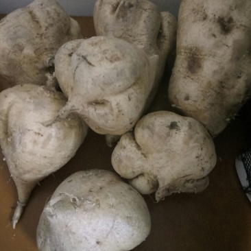 凉薯500~1000g