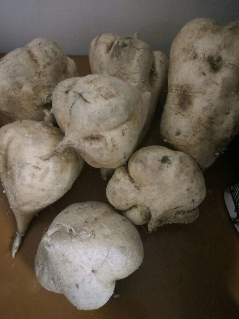 凉薯500~1000g
