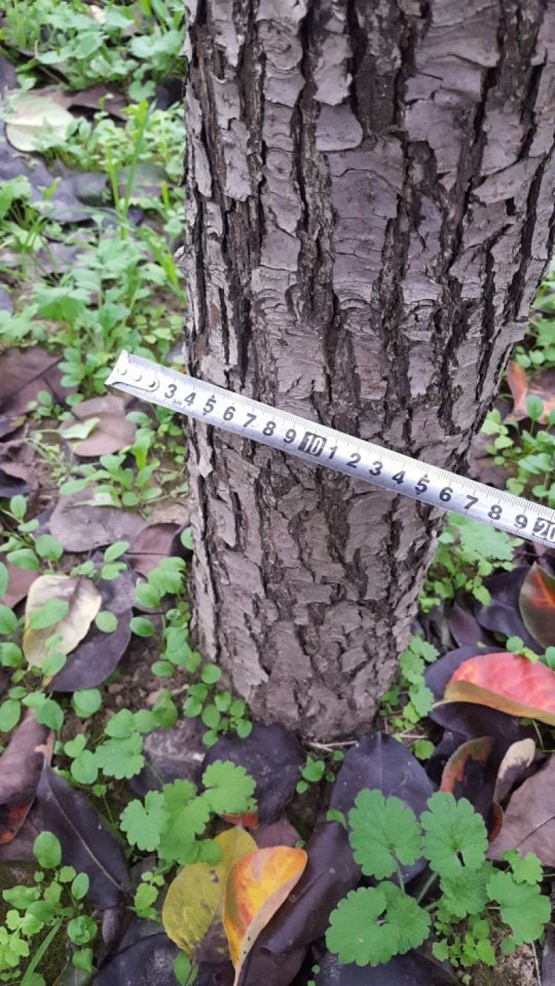 梨树18~20cm3.5~4米