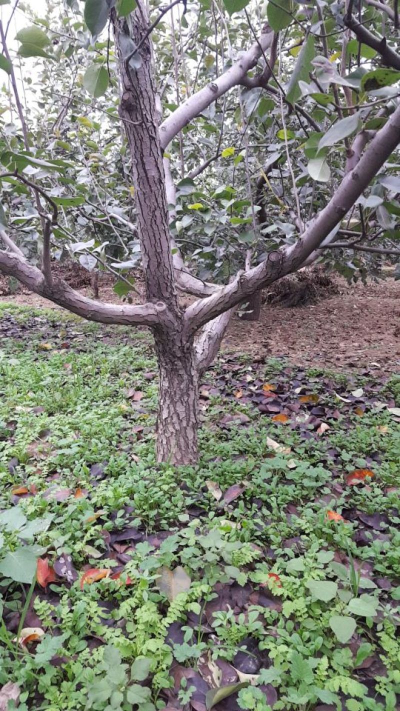梨树18~20cm3.5~4米