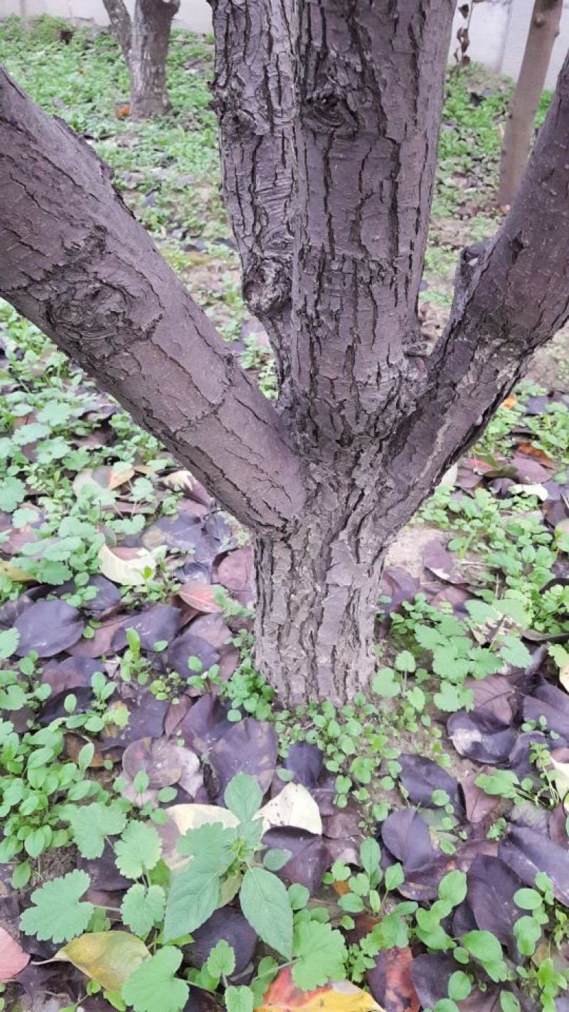 梨树18~20cm3.5~4米