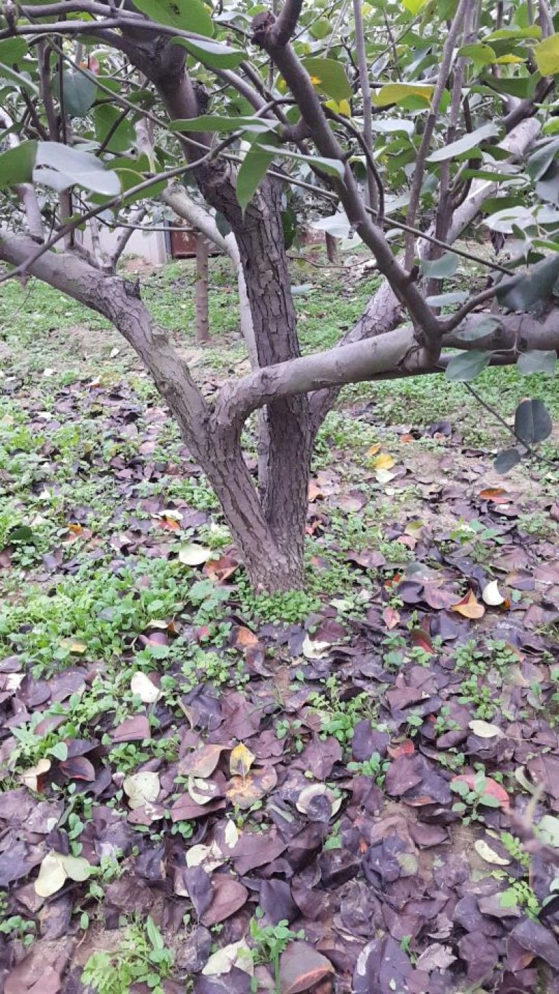 梨树18~20cm3.5~4米