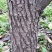 梨树18~20cm3.5~4米