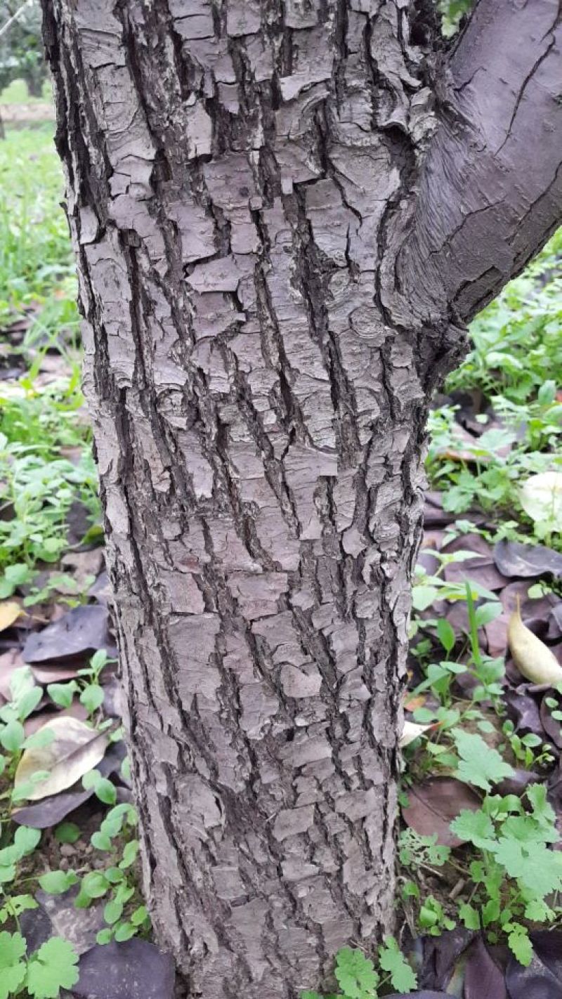 梨树18~20cm3.5~4米