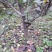 梨树18~20cm3.5~4米