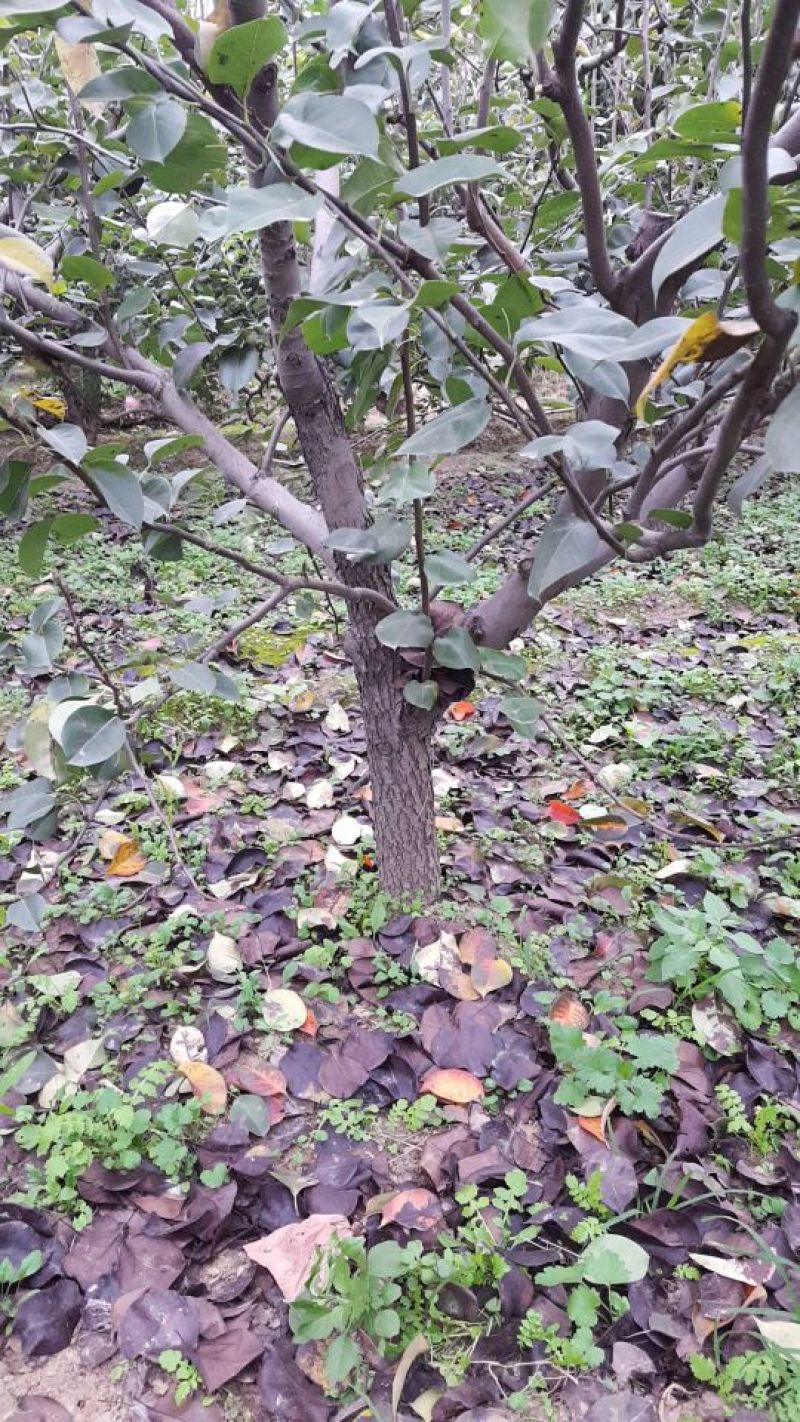 梨树18~20cm3.5~4米