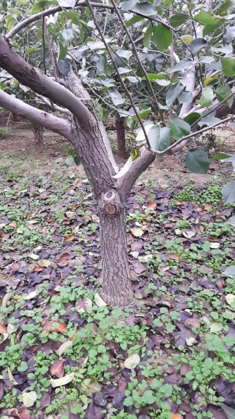 梨树18~20cm3.5~4米