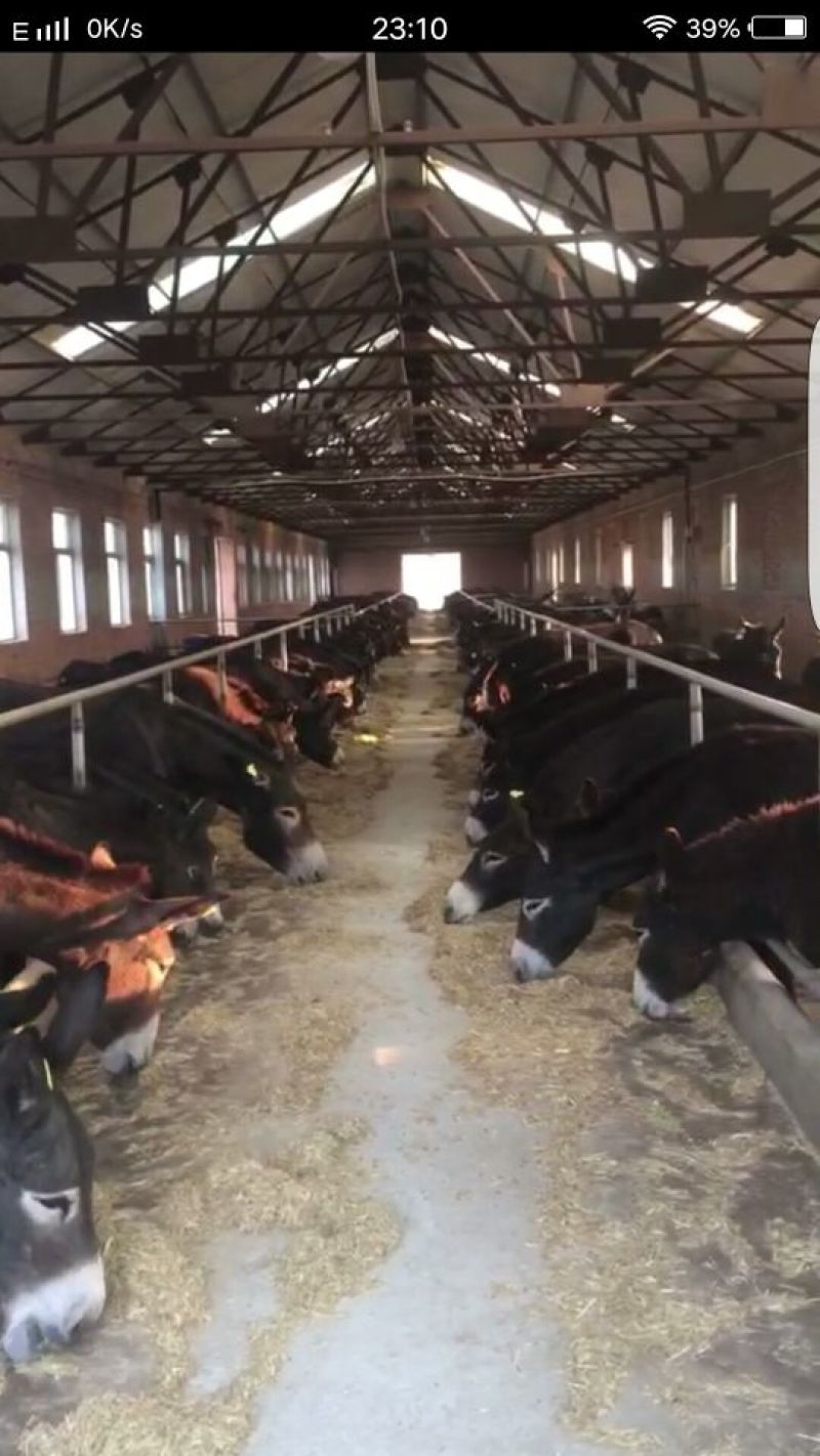 五香驴肉