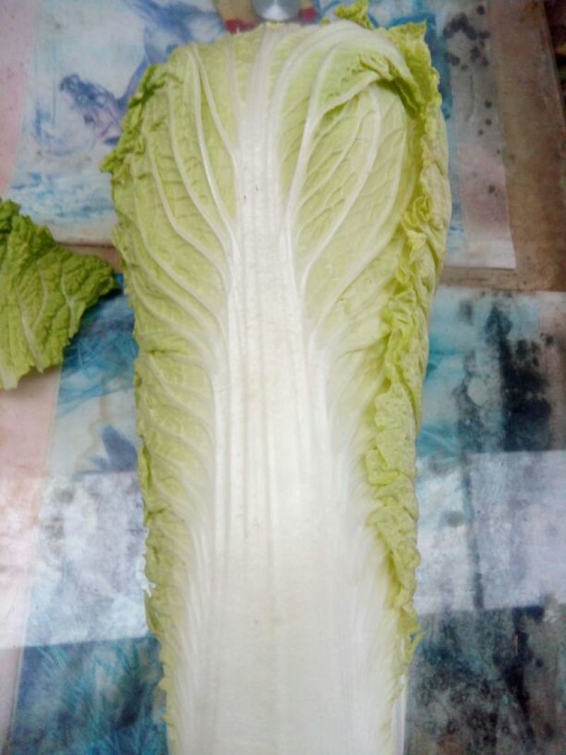 北京三号白菜净菜4~6斤