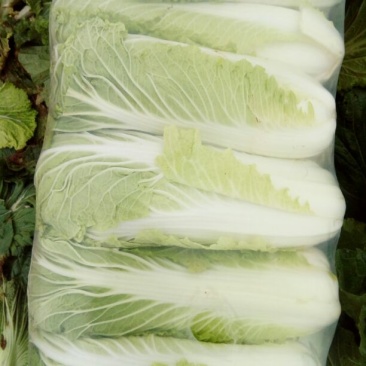 北京三号白菜净菜4~6斤