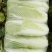 北京三号白菜净菜4~6斤