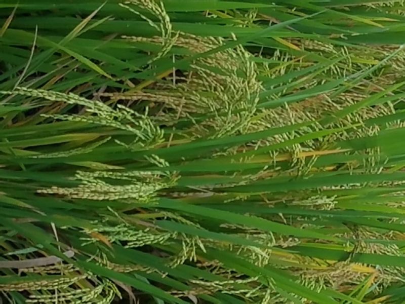 黄鲤鱼0.5公斤以下食用