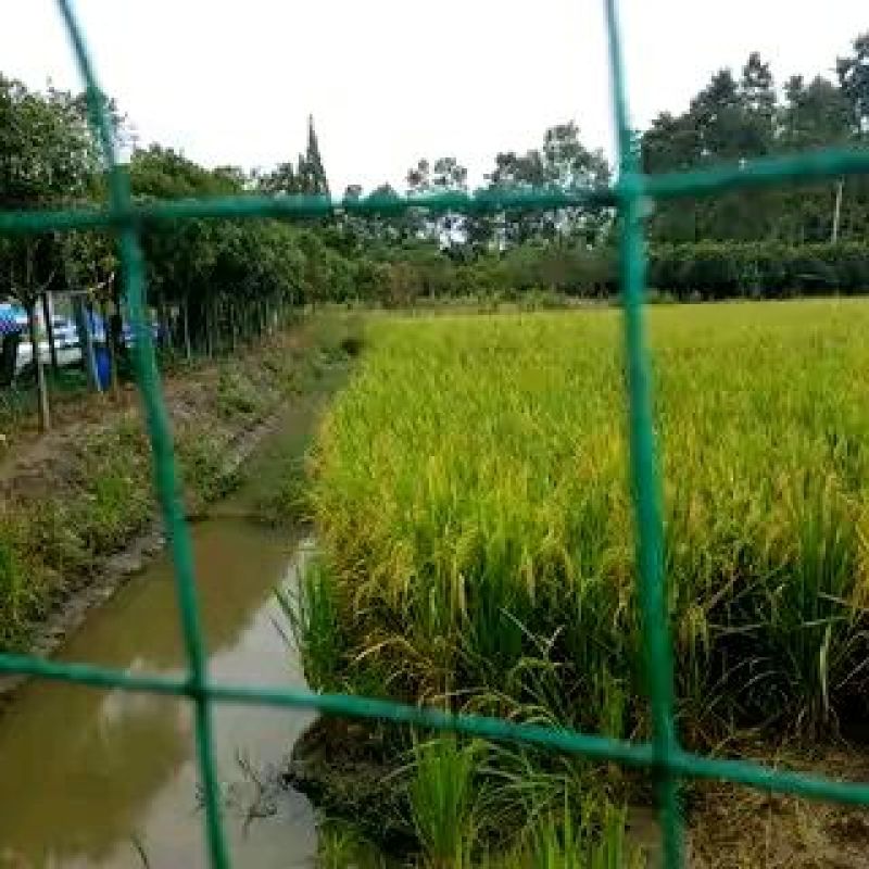 黄鲤鱼0.5公斤以下食用