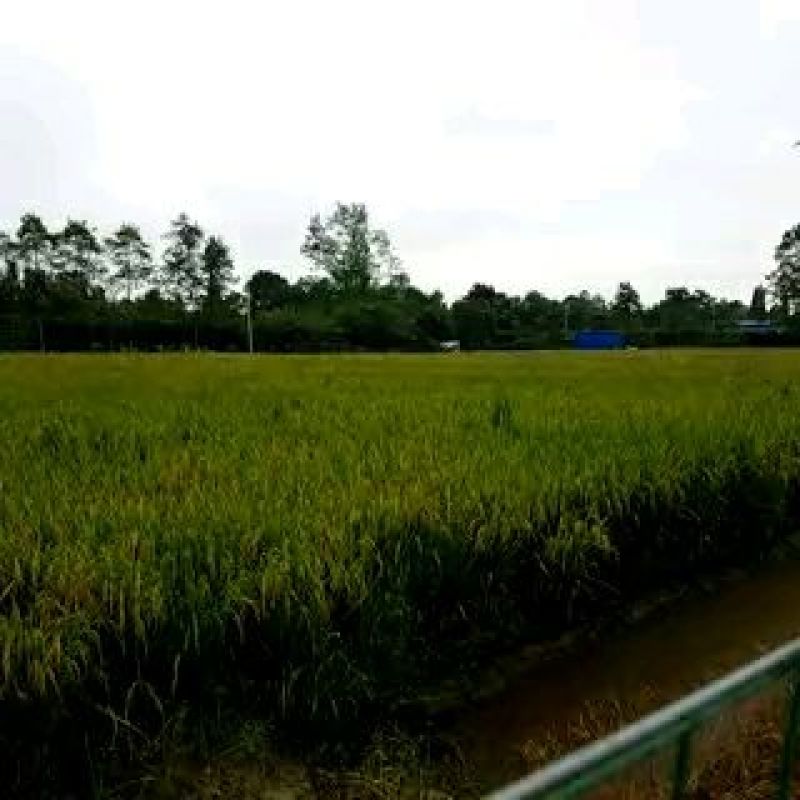 黄鲤鱼0.5公斤以下食用