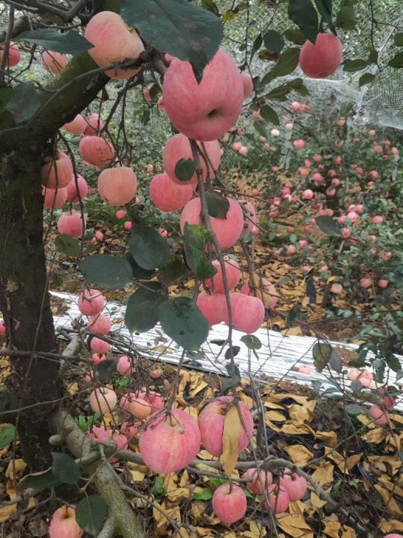 山东红富士苹果纸袋，膜袋，纸加膜红富士大量供应