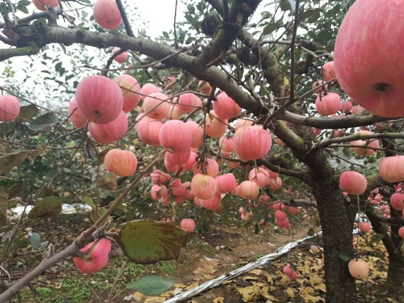 山东红富士苹果纸袋，膜袋，纸加膜红富士大量供应