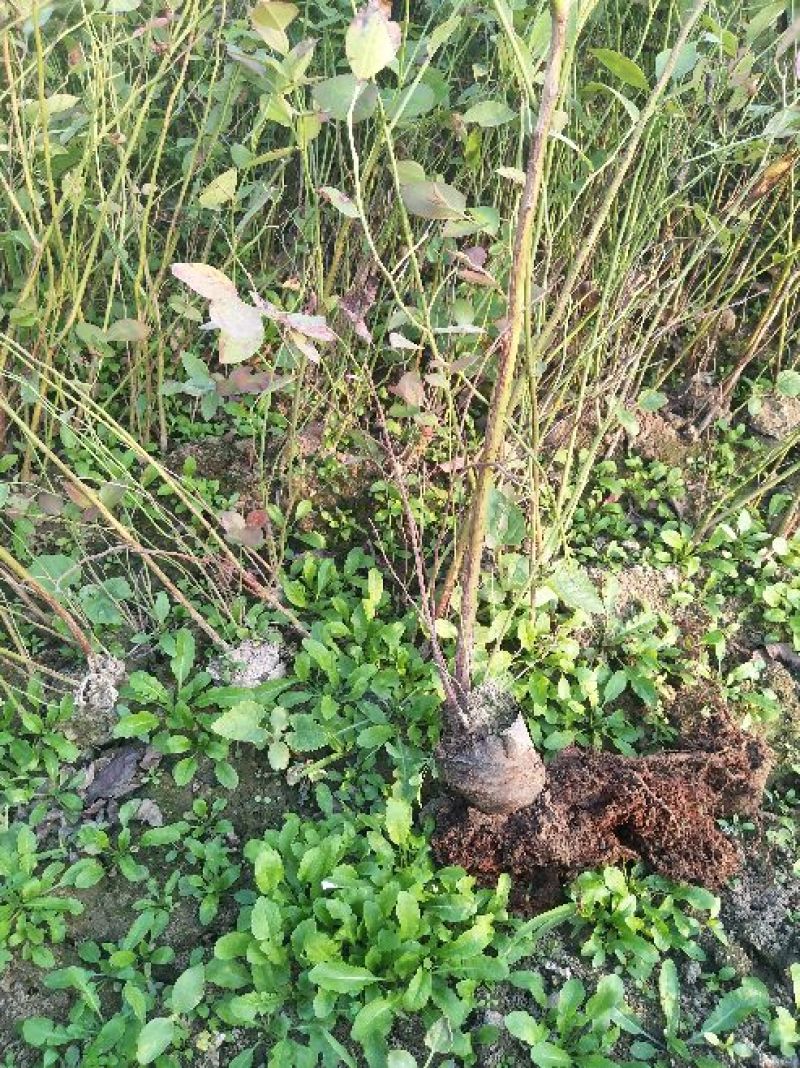 蓝莓苗30~50cm1~2年