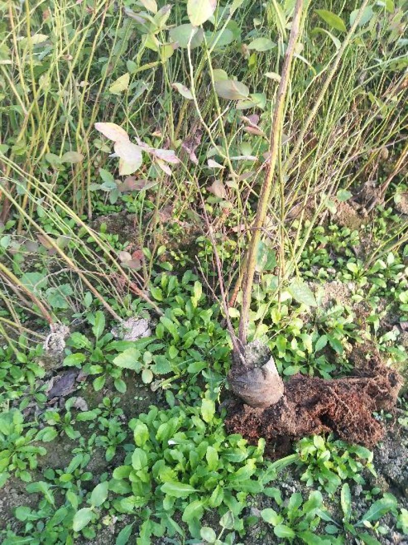 蓝莓苗30~50cm1~2年