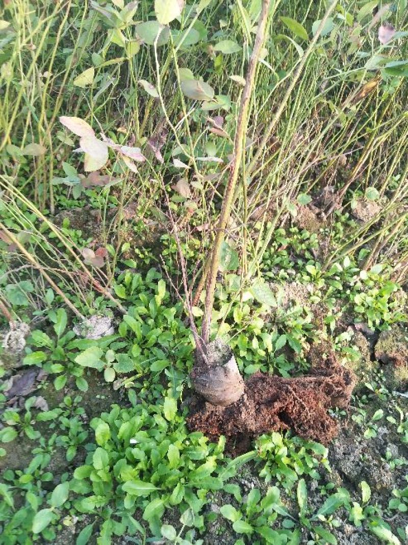 蓝莓苗30~50cm1~2年