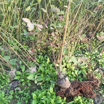 蓝莓苗30~50cm1~2年