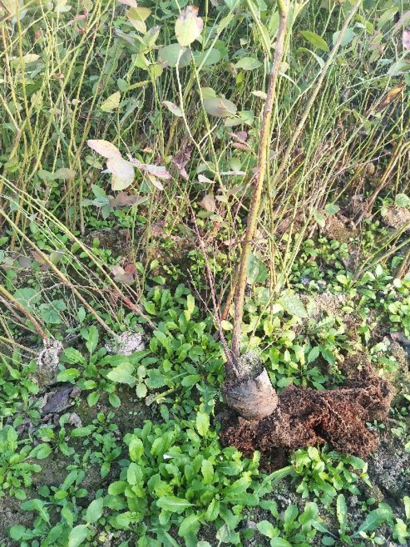 蓝莓苗30~50cm1~2年