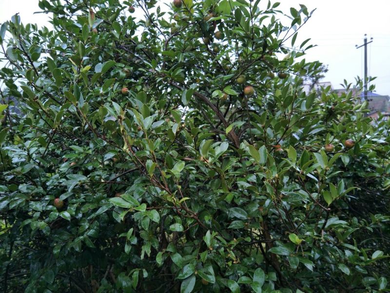 山茶果中籽
