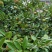 山茶果中籽