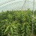 樱桃树苗价格吉塞拉樱桃苗品种矮化樱桃苗