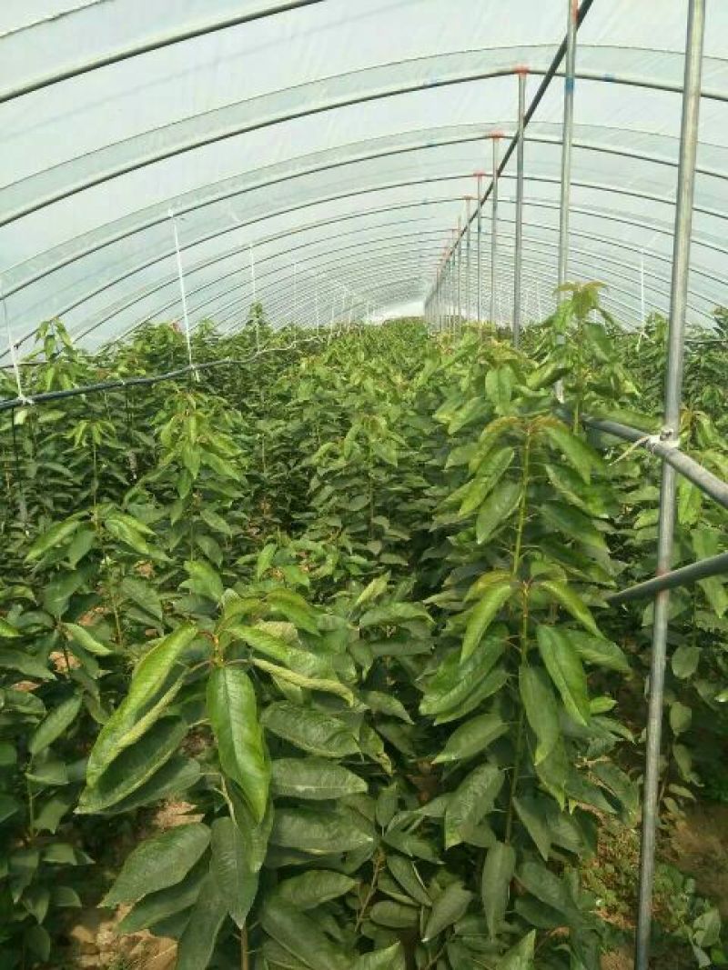 樱桃树苗价格吉塞拉樱桃苗品种矮化樱桃苗