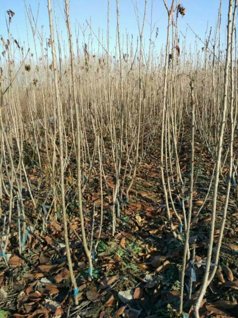 樱桃树苗价格吉塞拉樱桃苗品种矮化樱桃苗