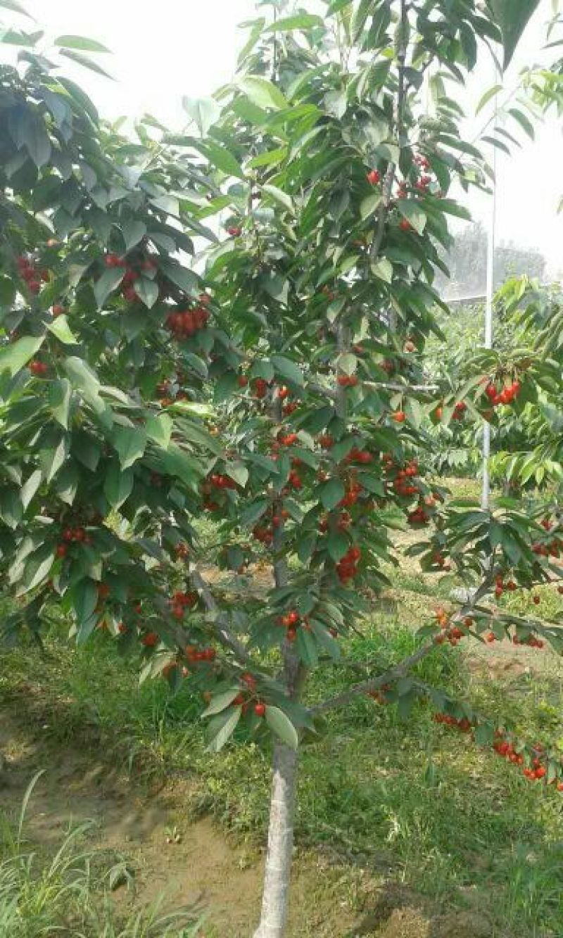 黑珍珠樱桃苗当年结果3年丰产基地批发致富选择