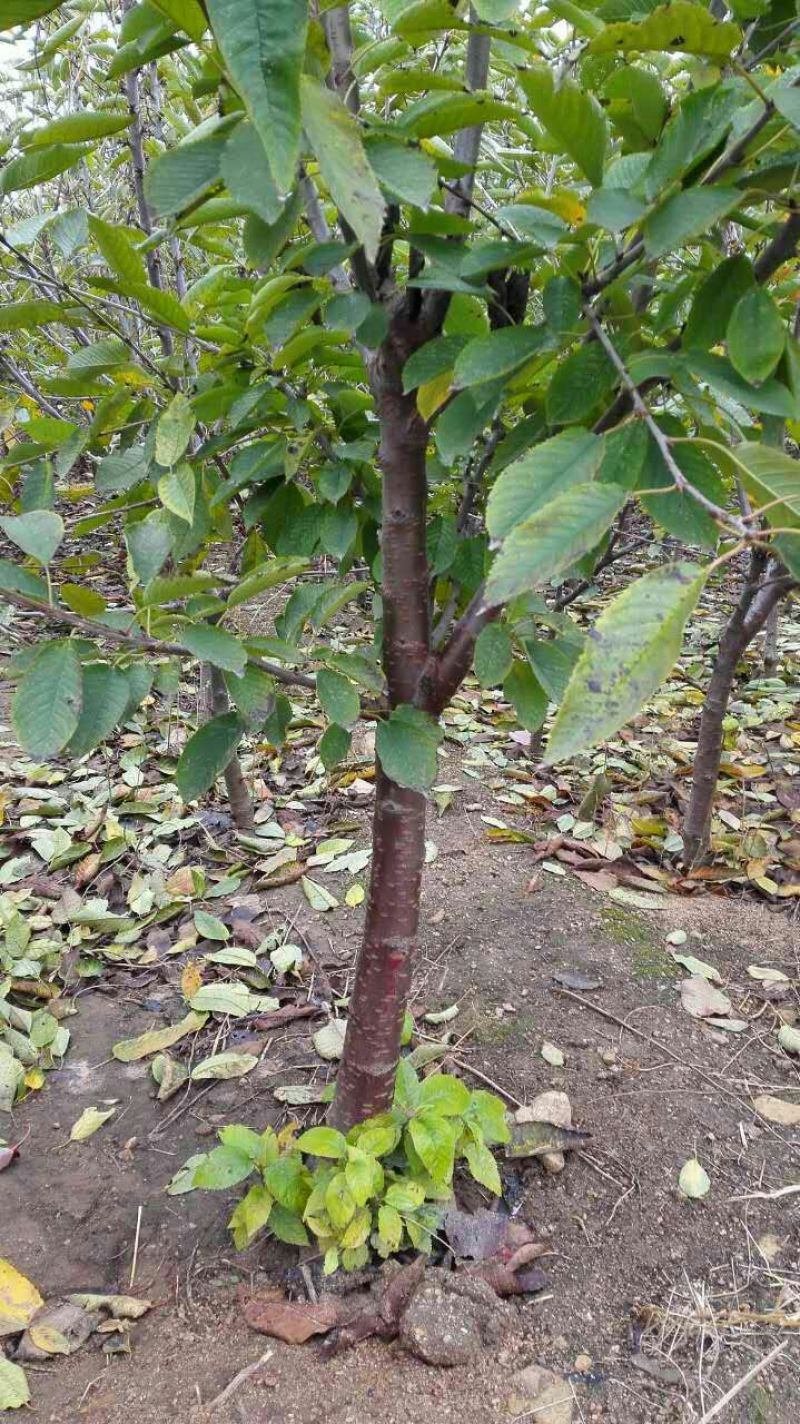 黑珍珠樱桃苗当年结果3年丰产基地批发致富选择