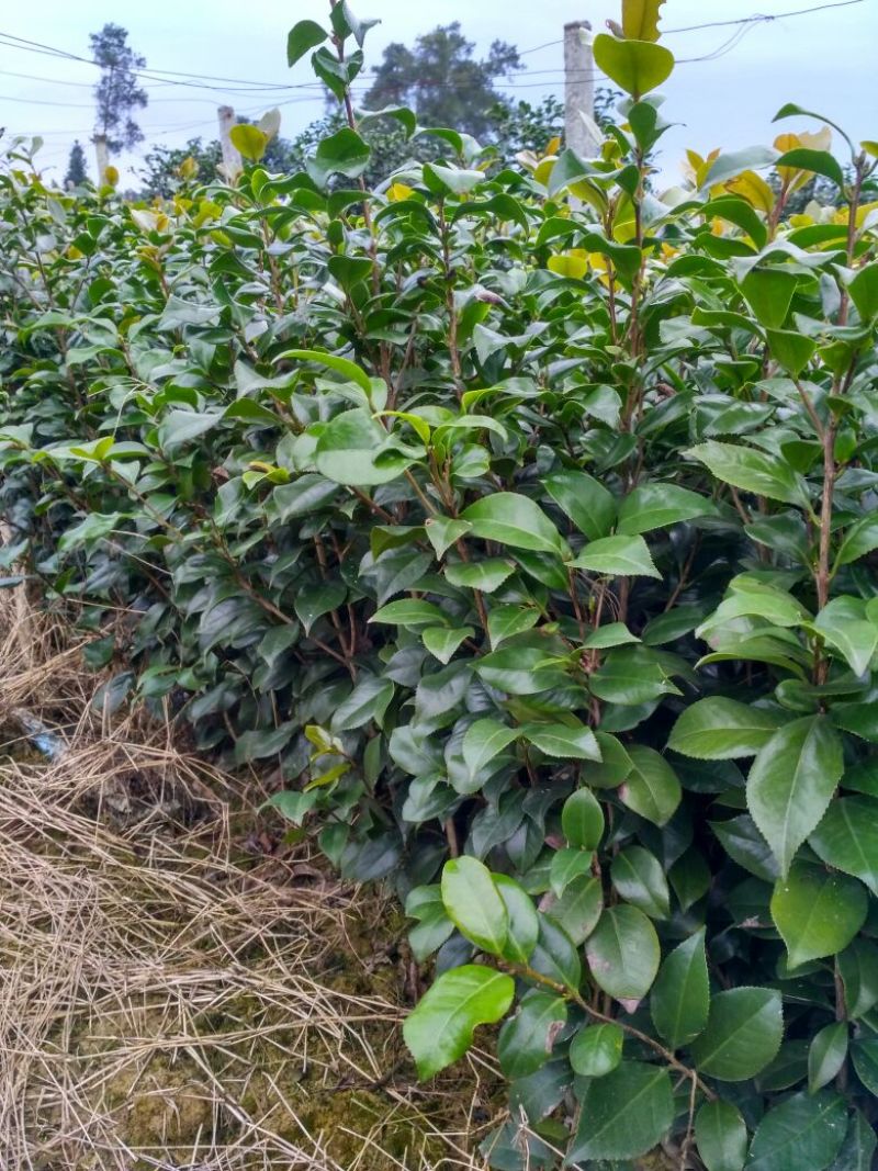 山茶花苗，大红茶花苗，品种茶花种植户基地直销