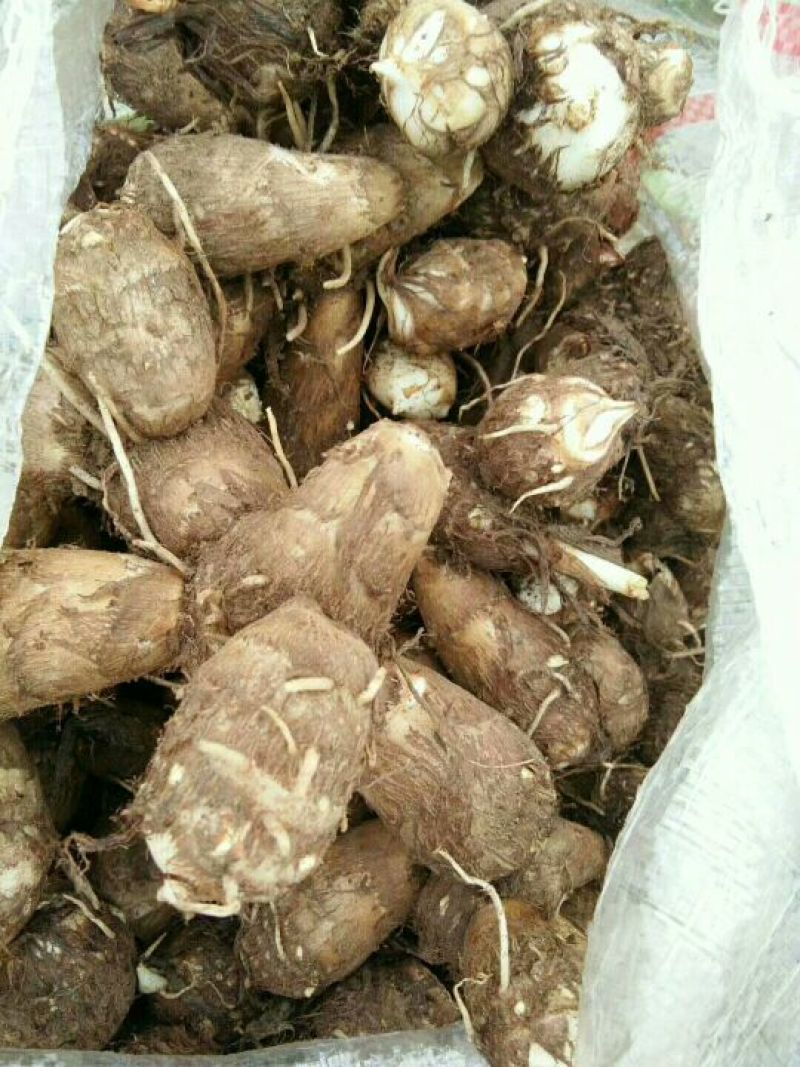 山东优质毛芋头产地，大球，中球，小球真实报价