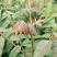 红油香椿苗大棚种植香椿苗量大优惠规格齐全