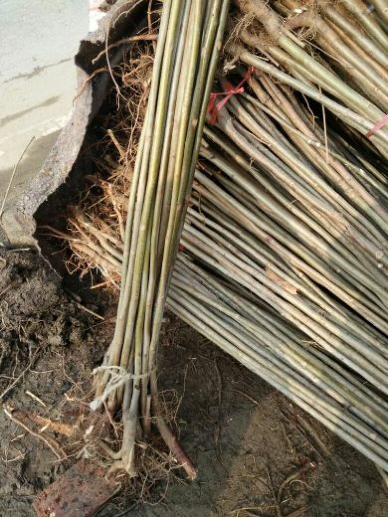 红油香椿苗大棚种植香椿苗量大优惠规格齐全