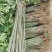 红油香椿苗大棚种植香椿苗量大优惠规格齐全