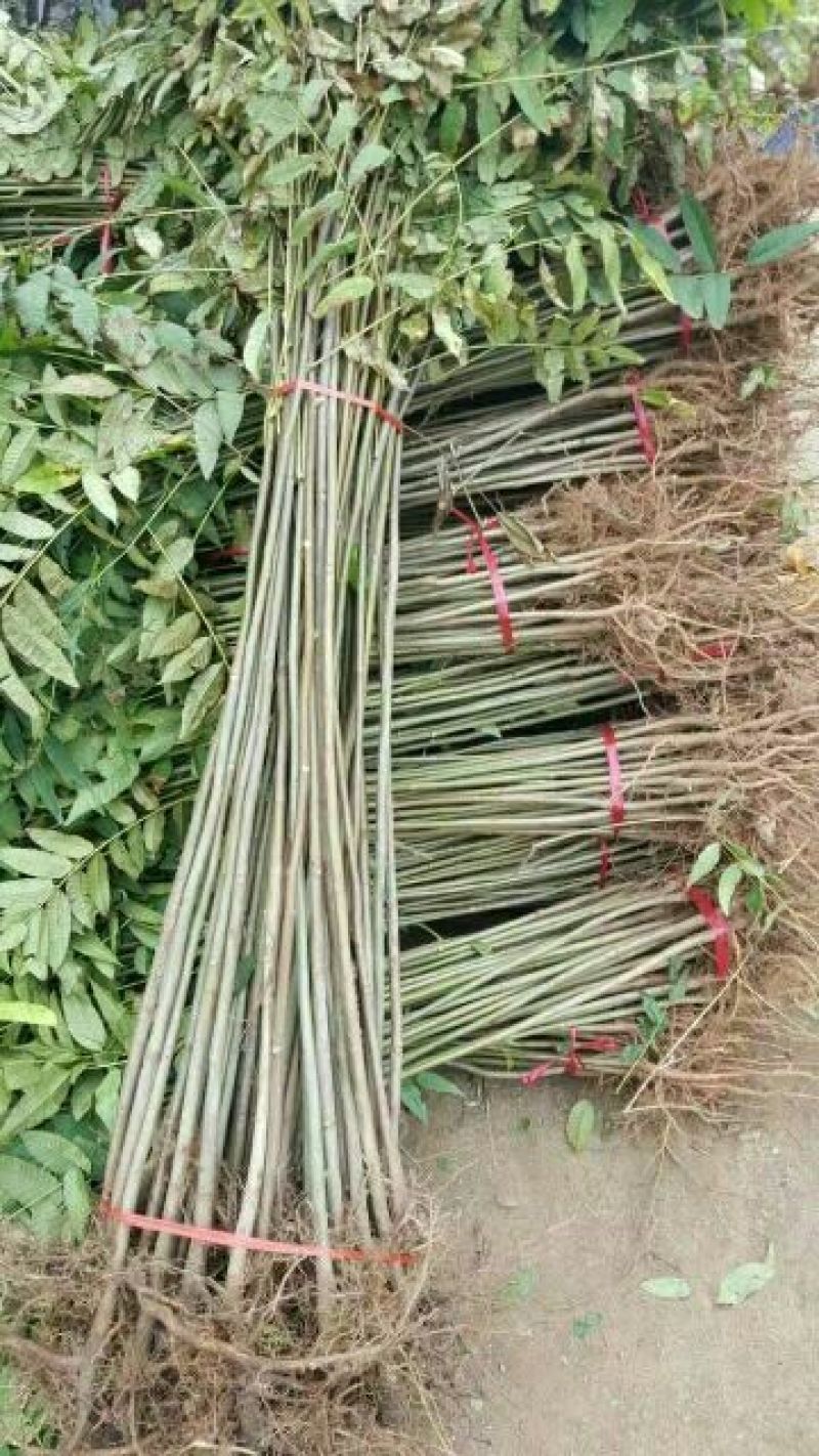 红油香椿苗大棚种植香椿苗量大优惠规格齐全