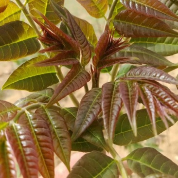 红油香椿苗大棚种植香椿苗量大优惠规格齐全