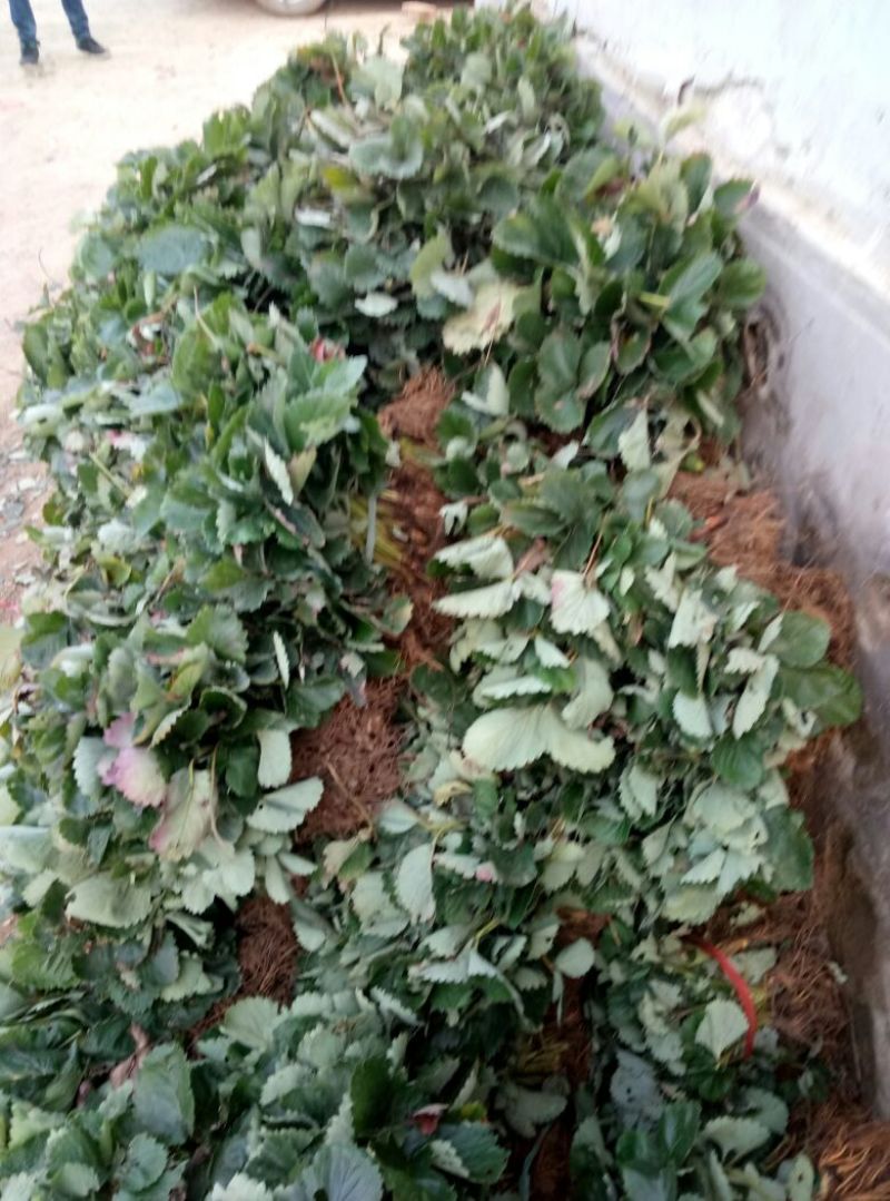 妙香七号草莓苗黑珍珠越秀红颜章姬隋珠白雪桃熏