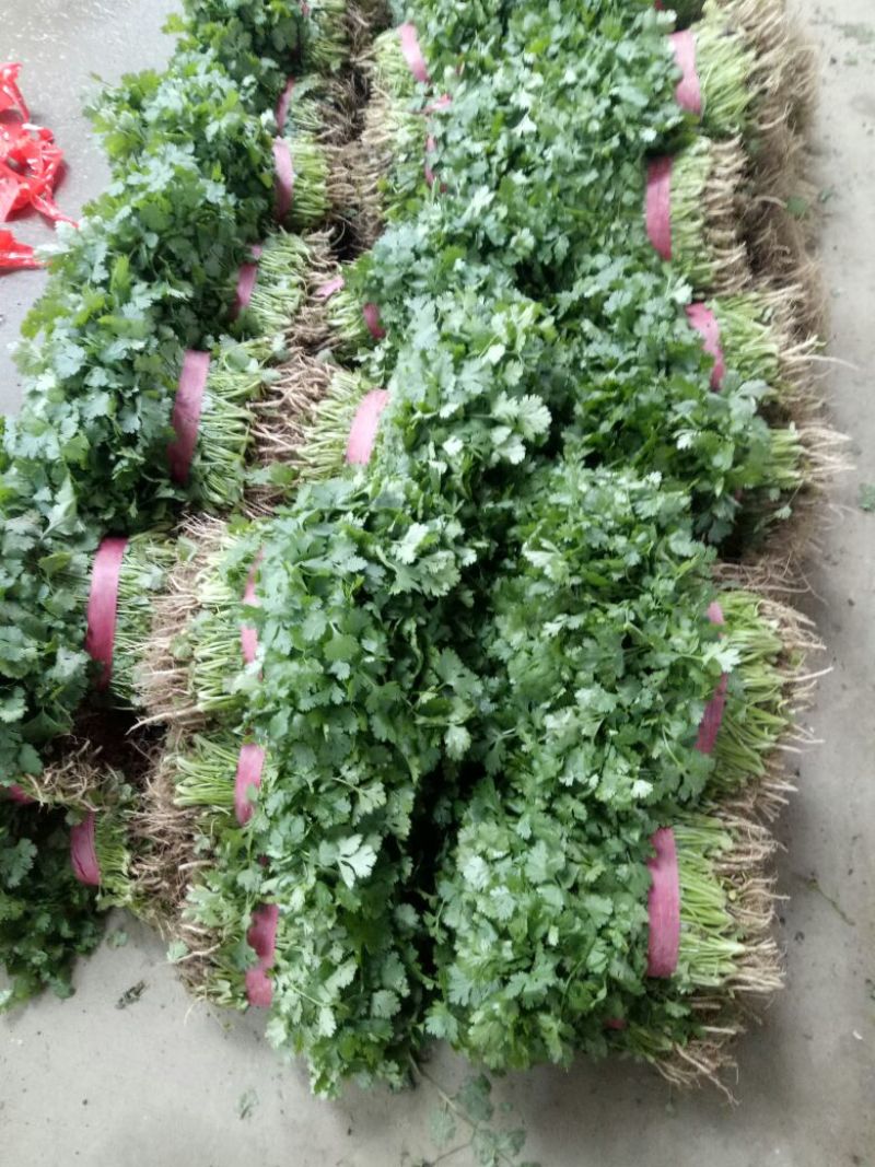 【牛年大促】大叶香菜质量优货源充足量大从优装车团队