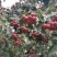 大果山楂苗嫁接山楂苗大五棱山楂苗大金星山楂苗
