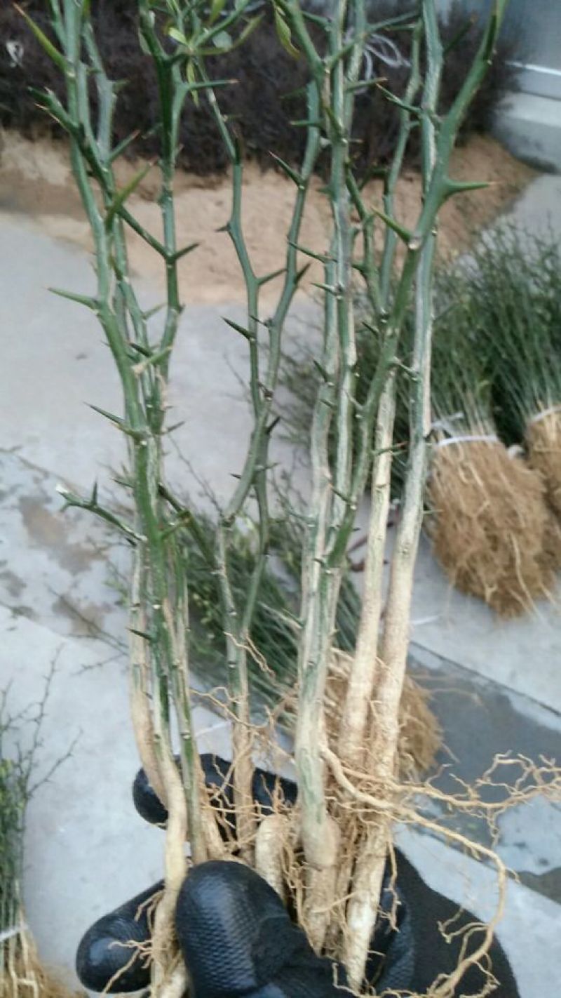 大量出售枸橘苗