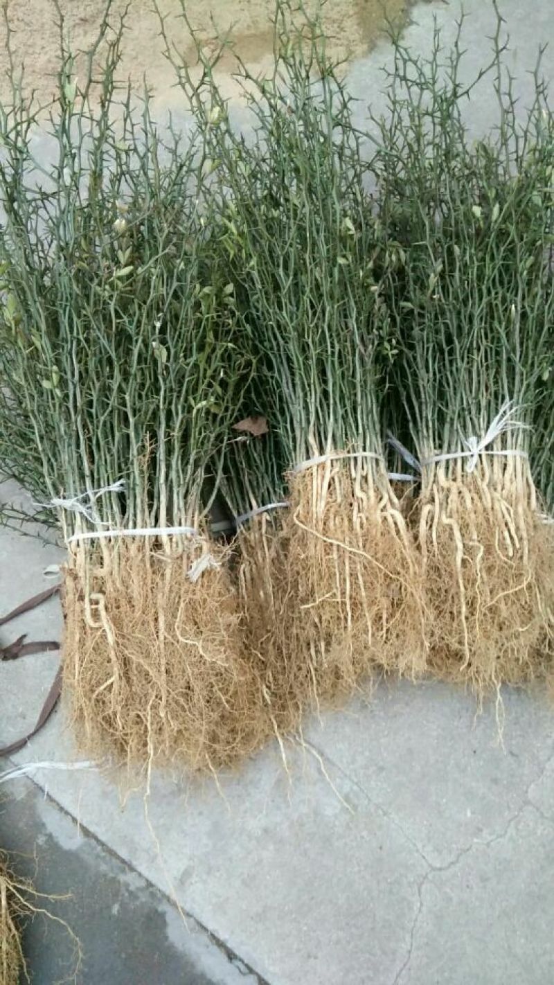 大量出售枸橘苗