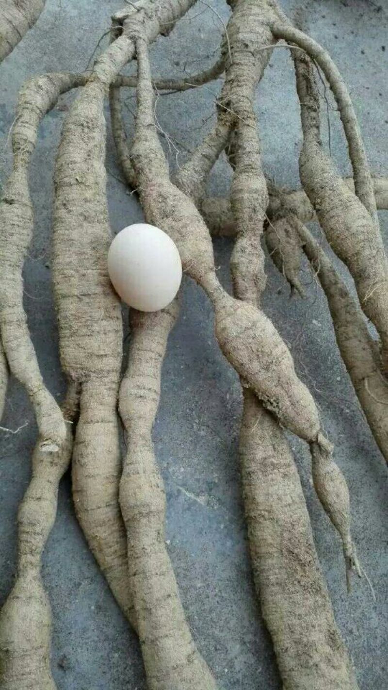 牛大力种苗15~30cm