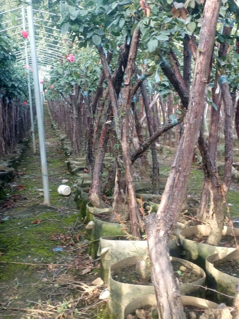 月季专供，批发，零售，双色树状月季2公分-15公分